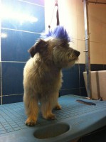 /album/fotogaleria-tintes/jack-cresta-azul-jpg/